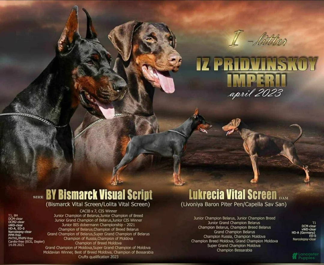 Doberman Pinscher dogs for sale: Vesta - Ad 2