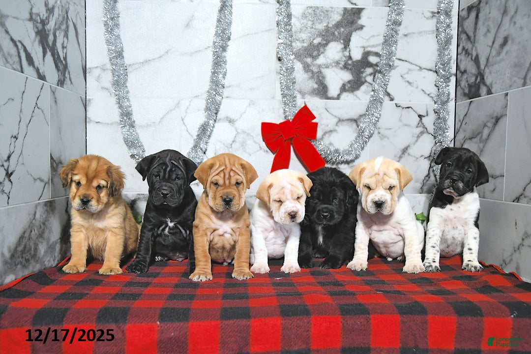 Mini Hippo dogs for sale: Andy - Ad 2