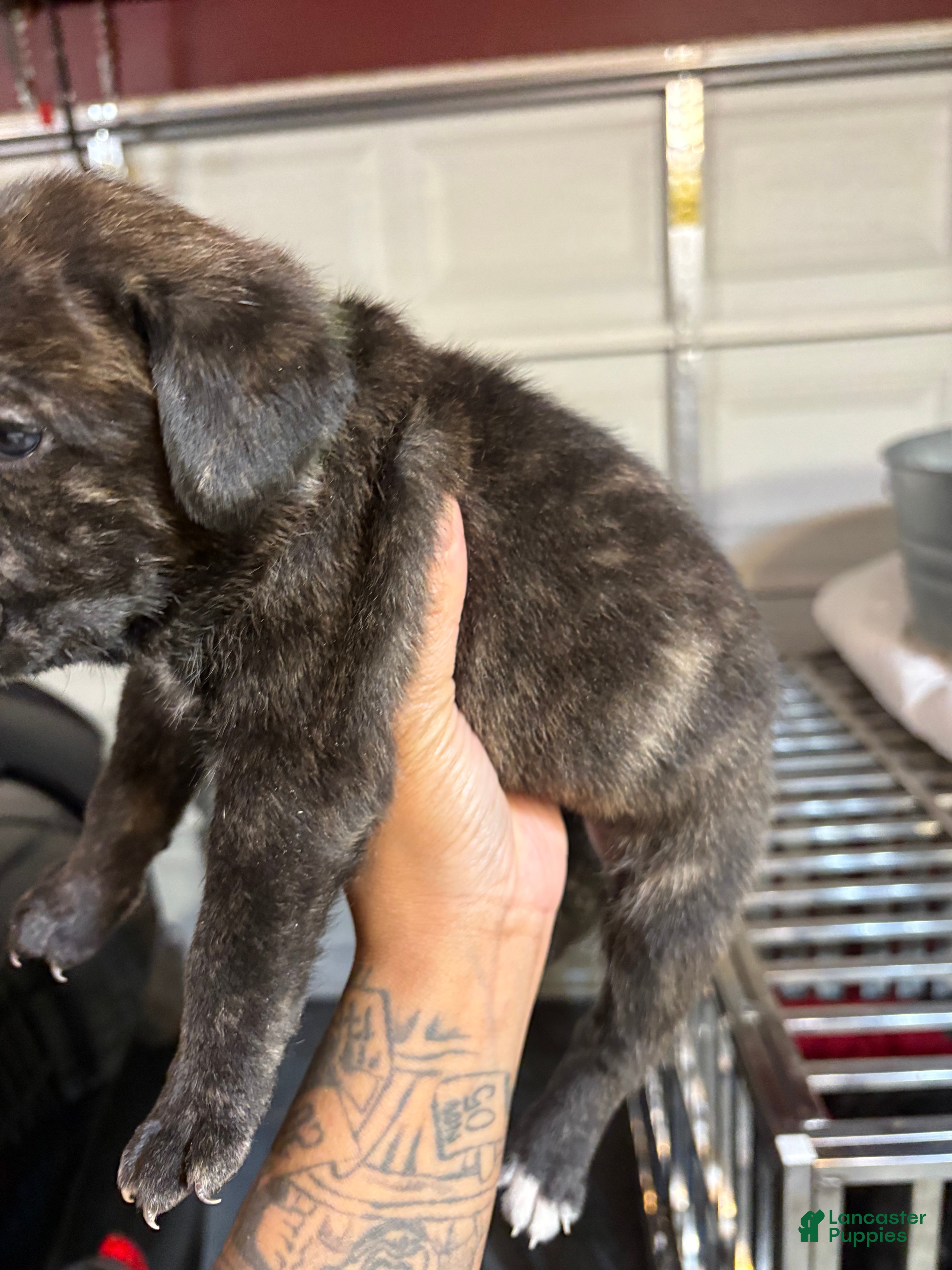 Cane Corso dogs Cane Corso Puppy 3 - Ad 19