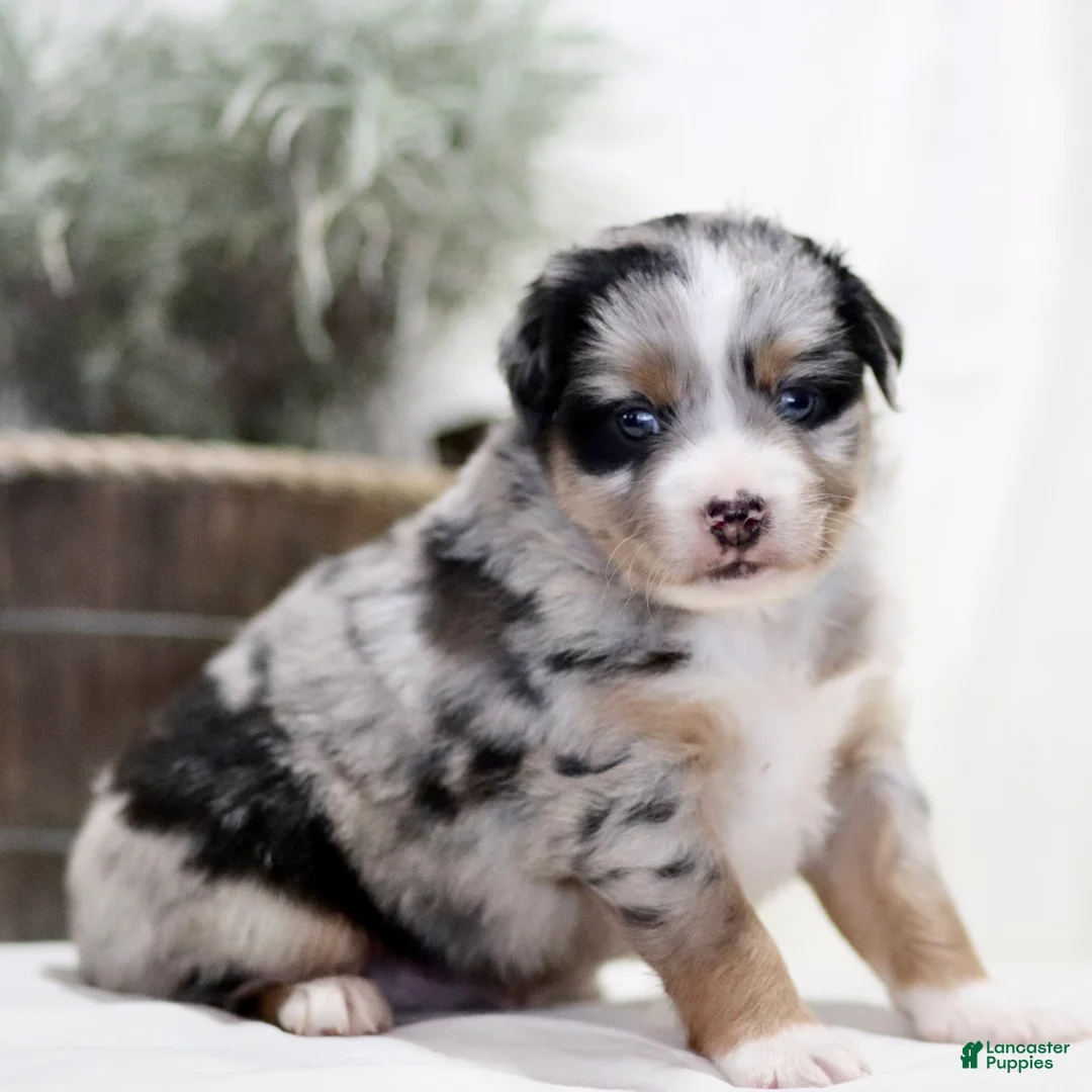 Miniature Australian Shepherd dogs for sale: Axel - Ad 3