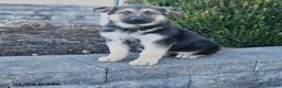German Shepherd dogs for sale: Gypsy - Ad 1