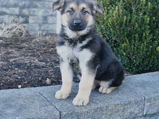 German Shepherd dogs Gypsy - Ad 31