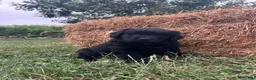 Mixed Breed dogs for sale: Midnight  - Ad 9