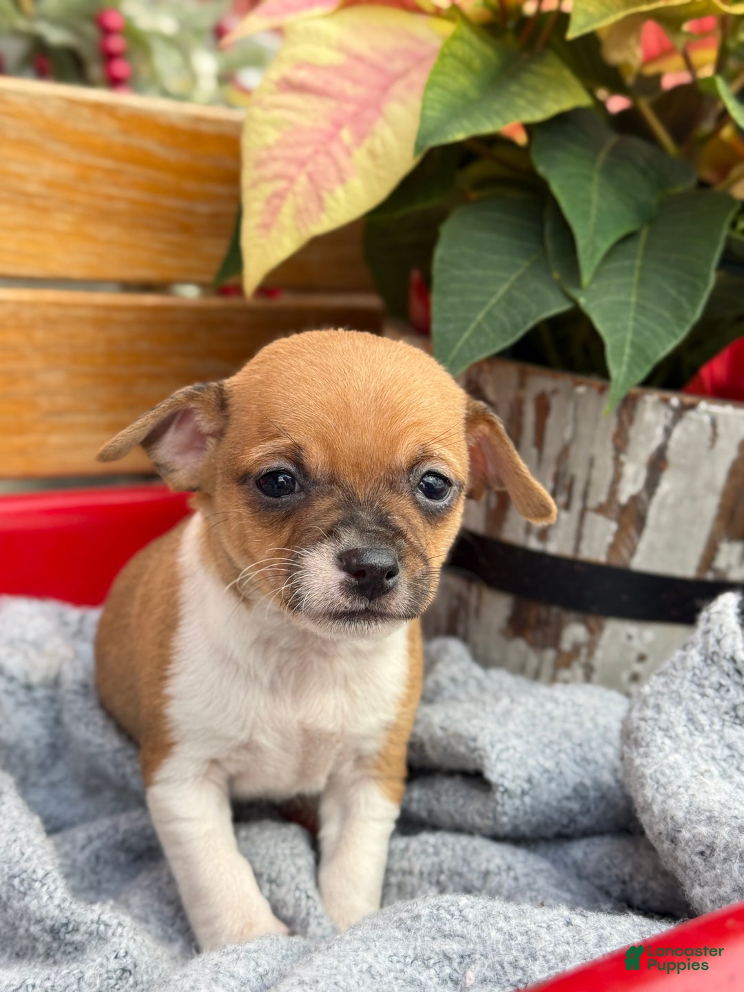 Chihuahua dogs for sale: Cole - Ad 3