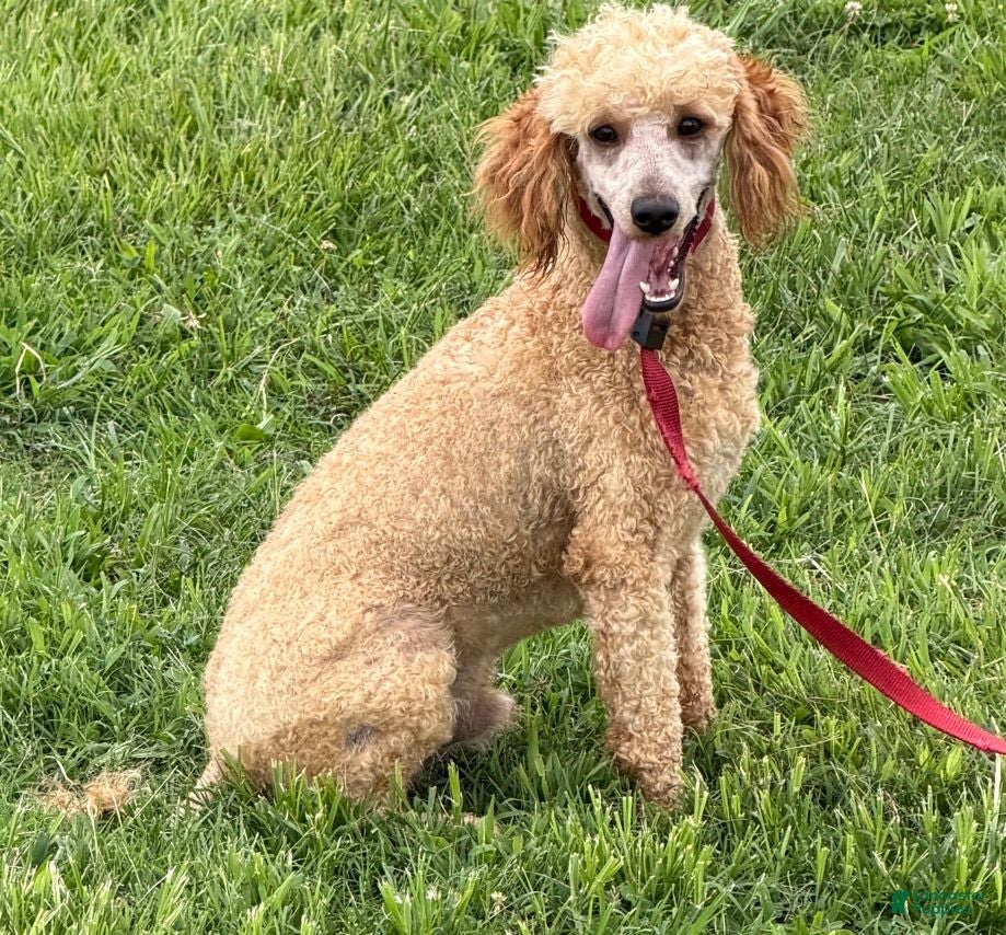 Miniature Poodle dogs Ben - Ad 17
