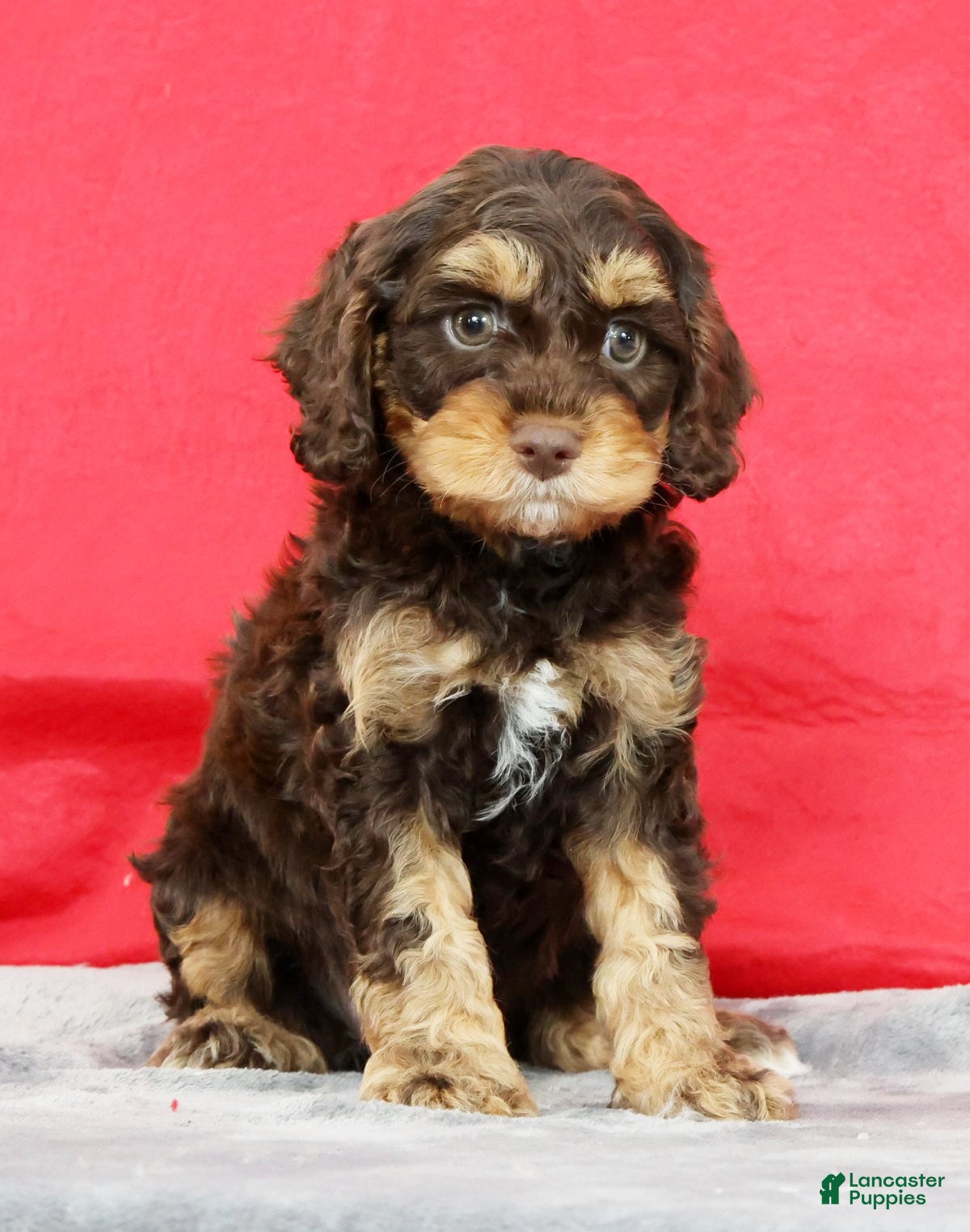 Cavapoo dogs Daphne - Ad 1