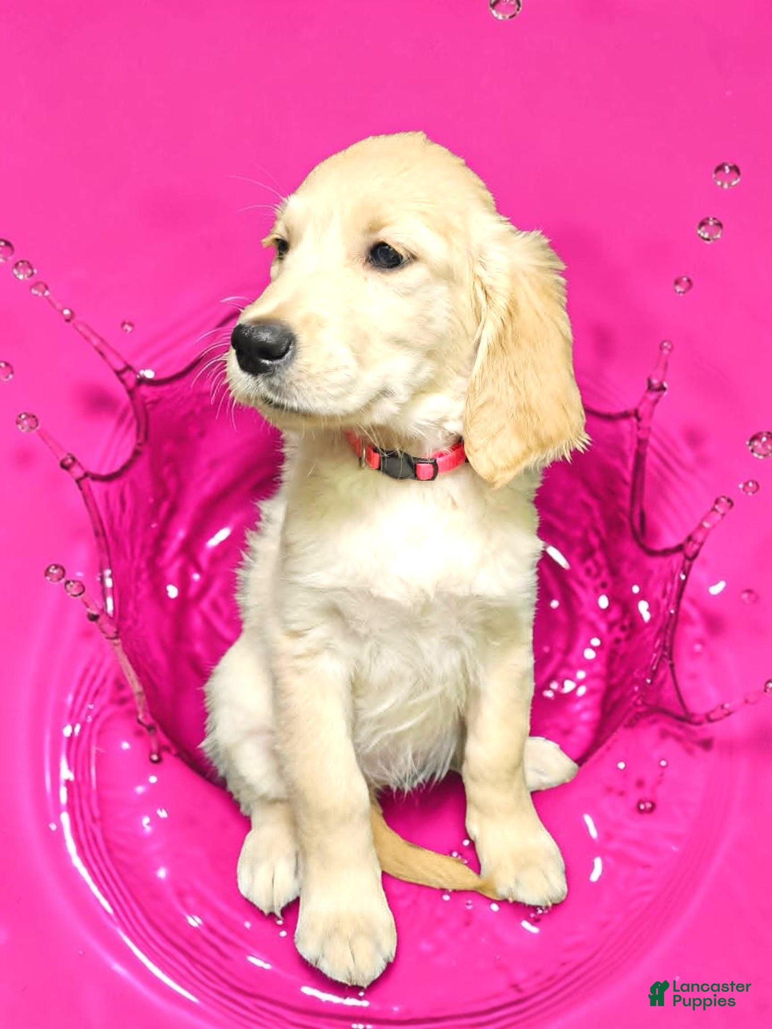 Golden Retriever dogs Golden Retriever 3 - Ad 1