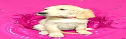 Golden Retriever dogs for sale: Golden Retriever 3 - Ad 1