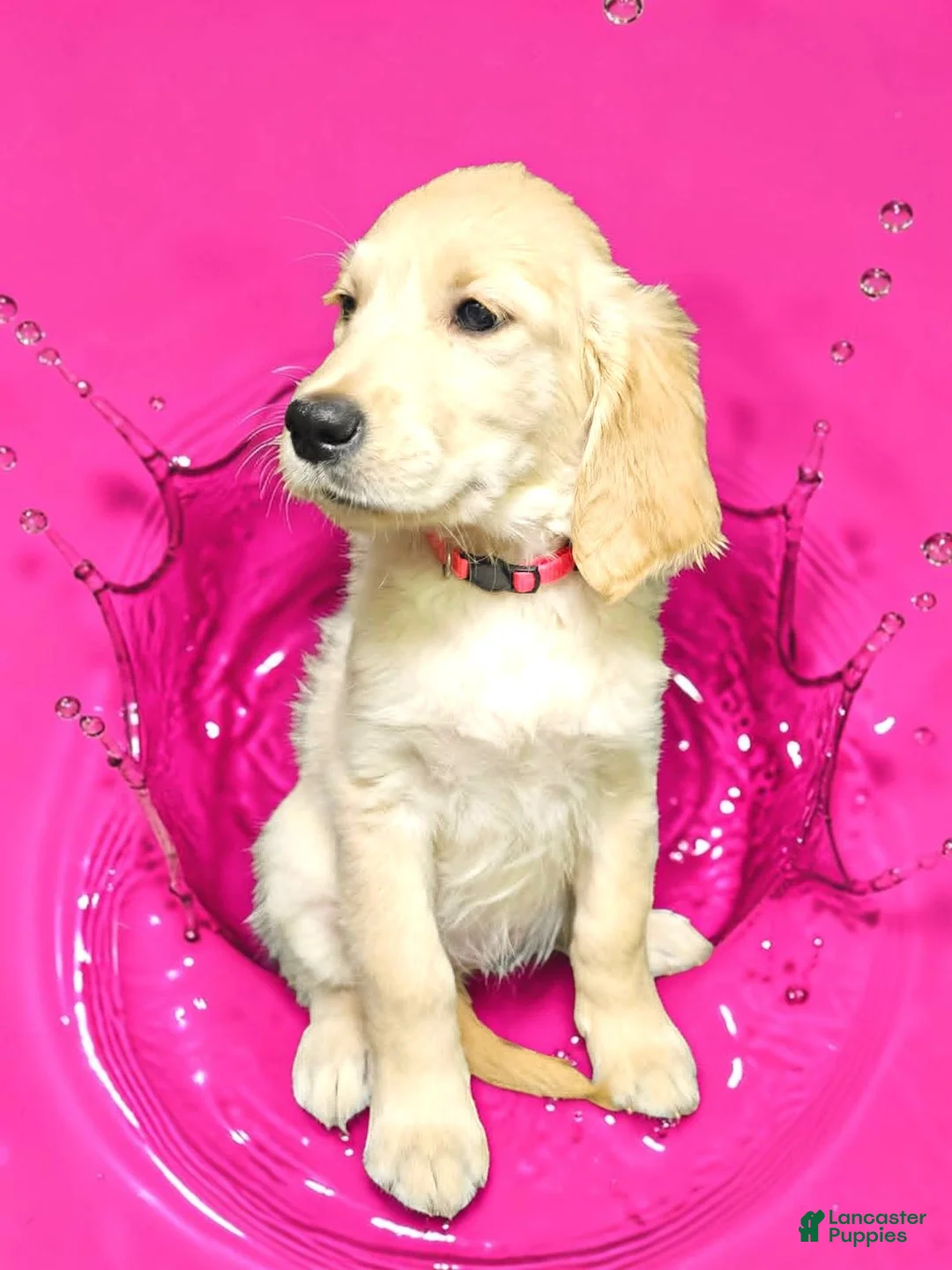Golden Retriever dogs for sale: Golden Retriever 3 - Ad 1