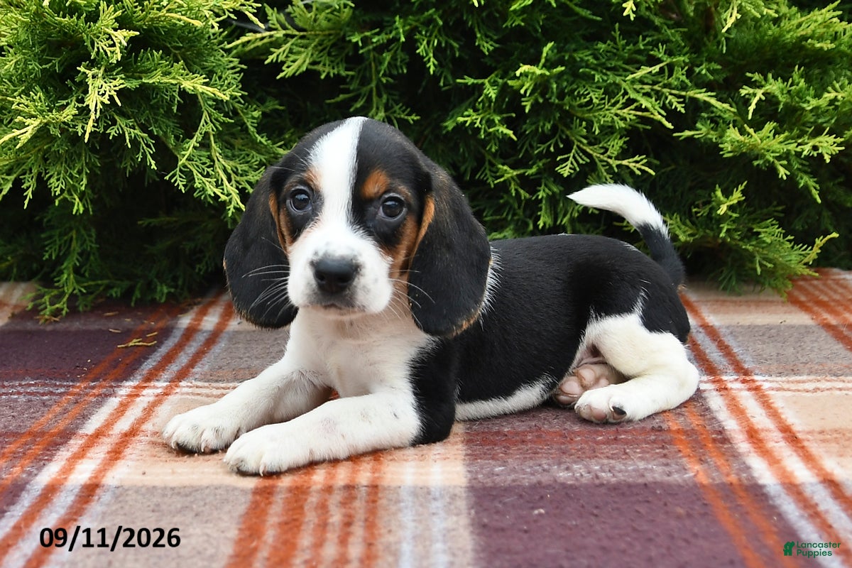 Beagle dogs Bentley - Ad 1
