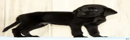 Labrador Retriever dogs for sale: Bently - Ad 4