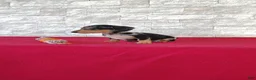 Miniature Dachshund dogs for sale: Titus - Ad 5