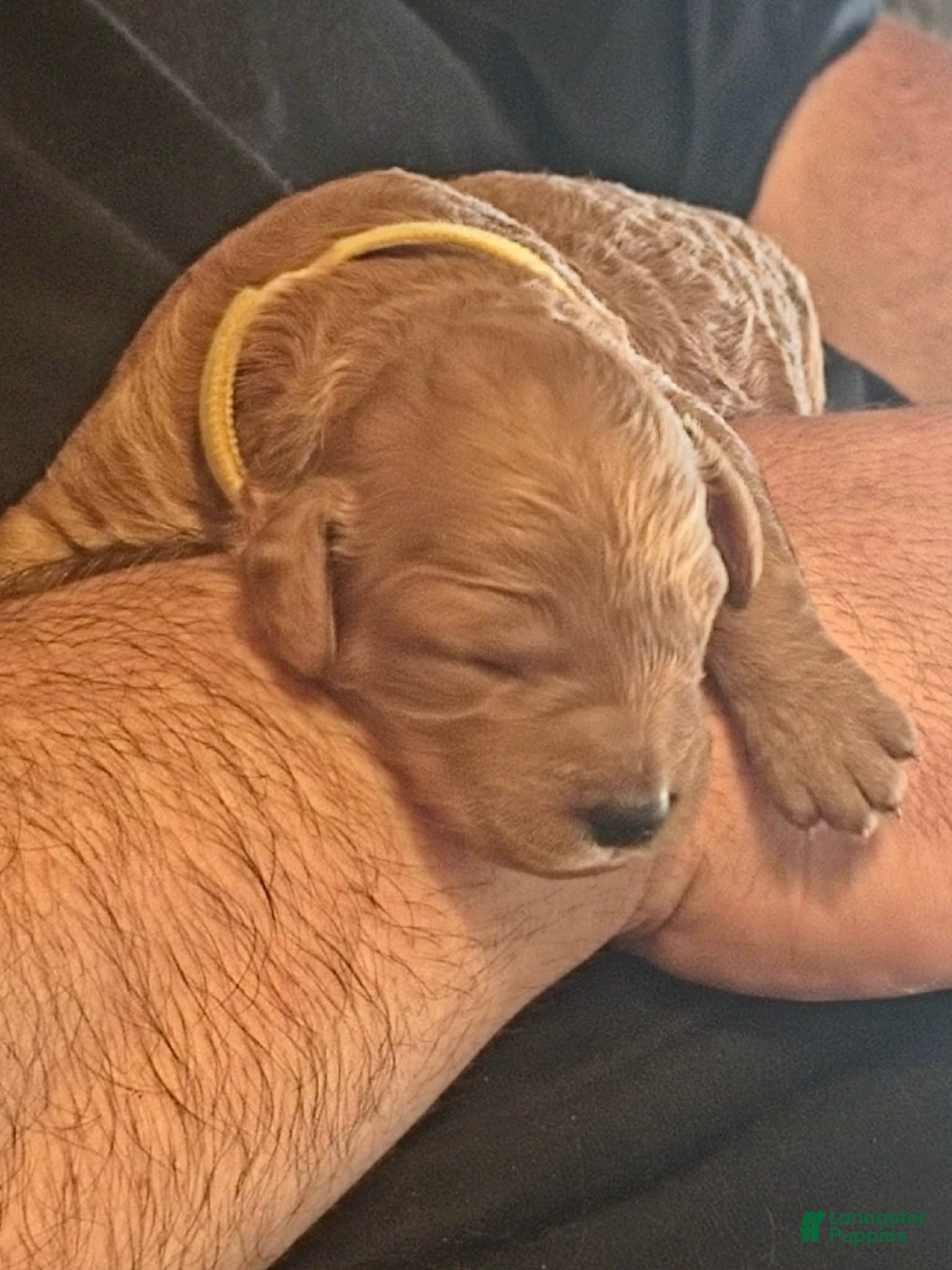 Mini Goldendoodle dogs bear (male) - Ad 1