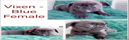 French Bulldog dogs for sale: Vixen Blue Fluffy Carrier - Ad 16