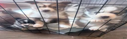 Pomsky dogs for sale: Sunny  - Ad 25