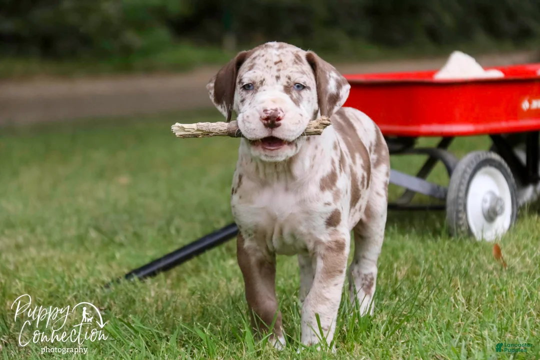 Gallery Image {{count}}