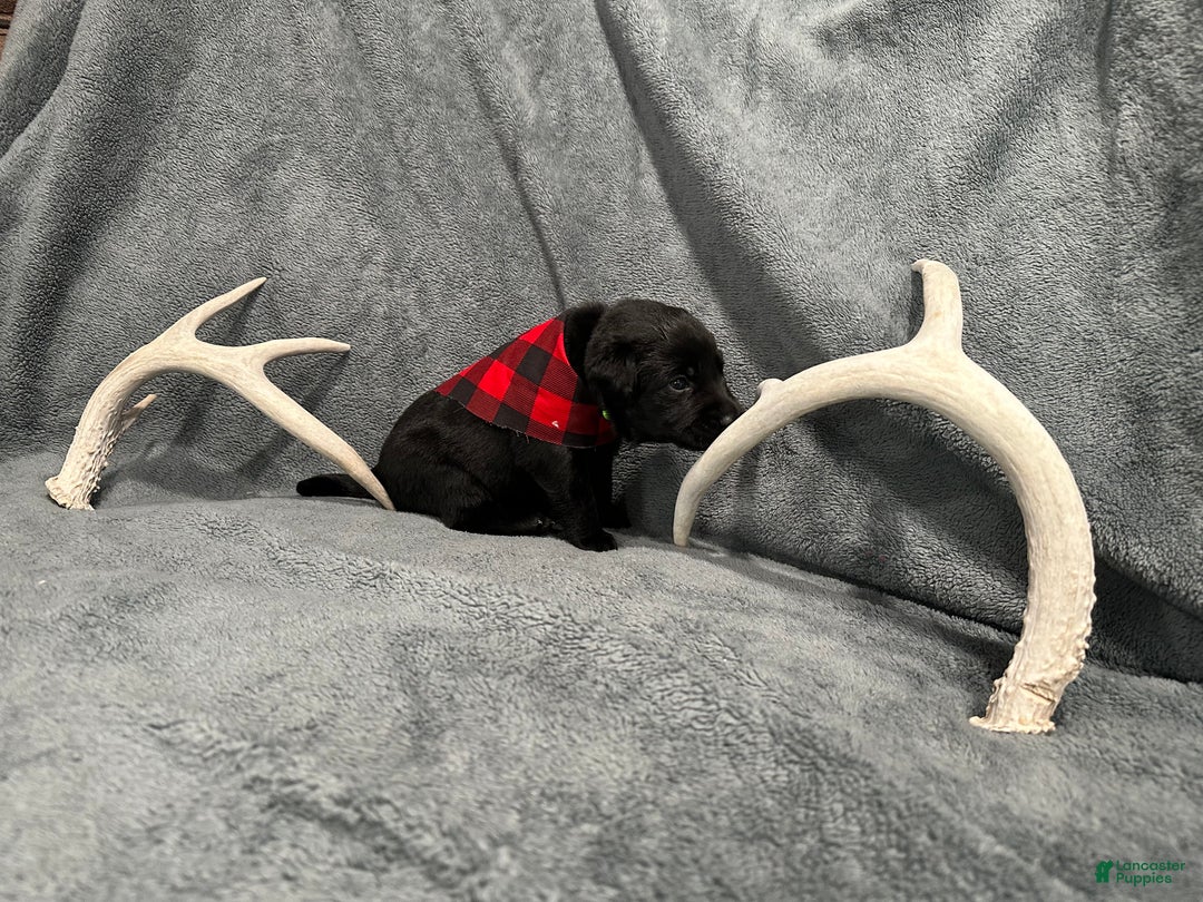 Labrador Retriever dogs for sale: Remington  - Ad 1