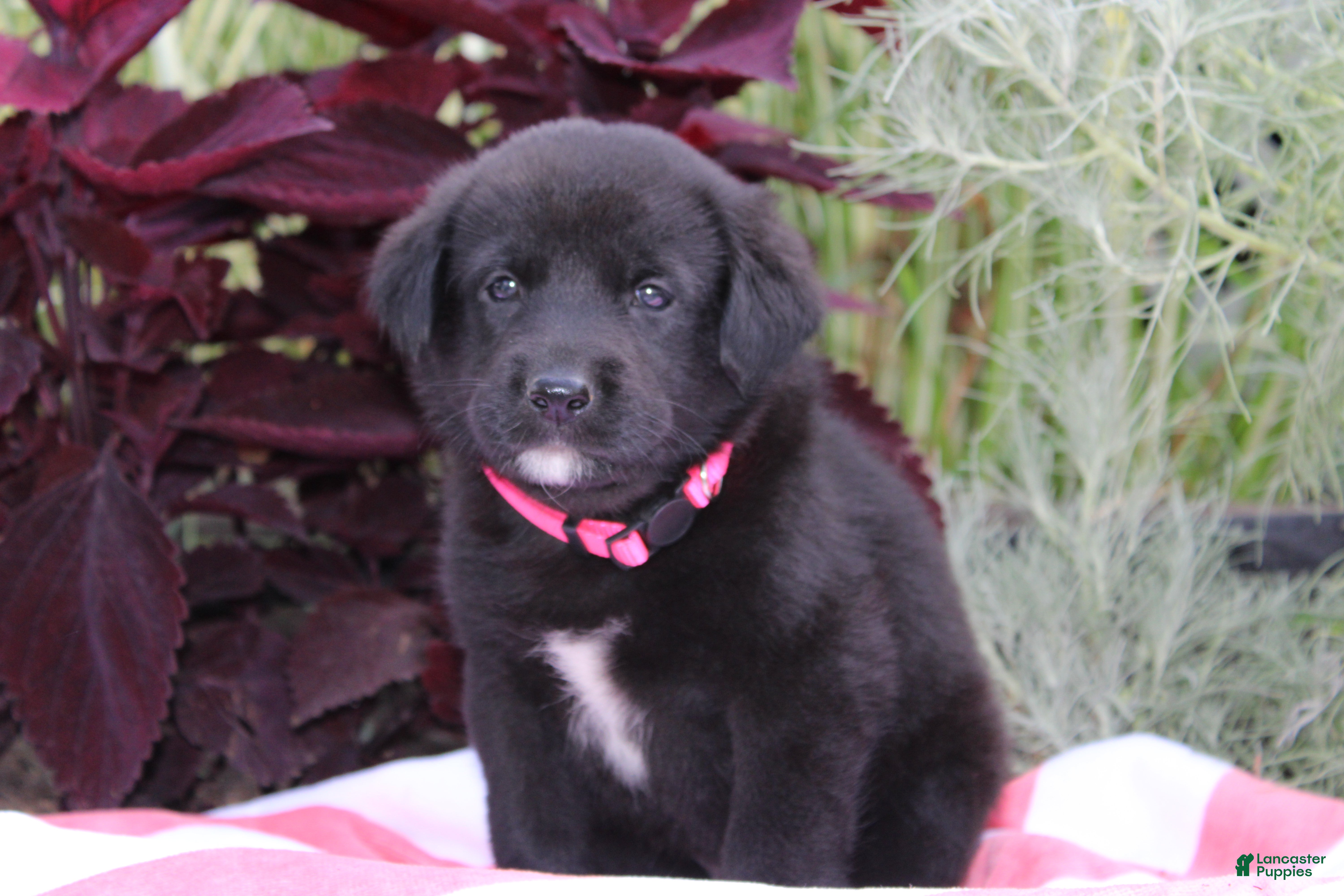 Labrador Retriever dogs Rosey - Ad 1