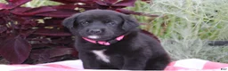 Labrador Retriever dogs for sale: Rosey - Ad 1