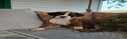 Boxer dogs for sale: Eclipse - Ad 4