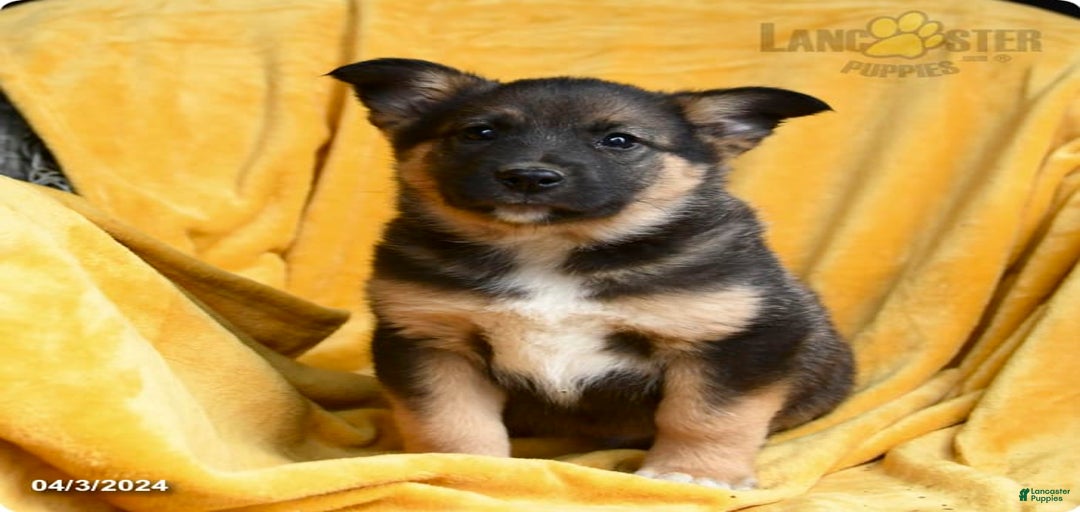 Gallery Image {{count}}