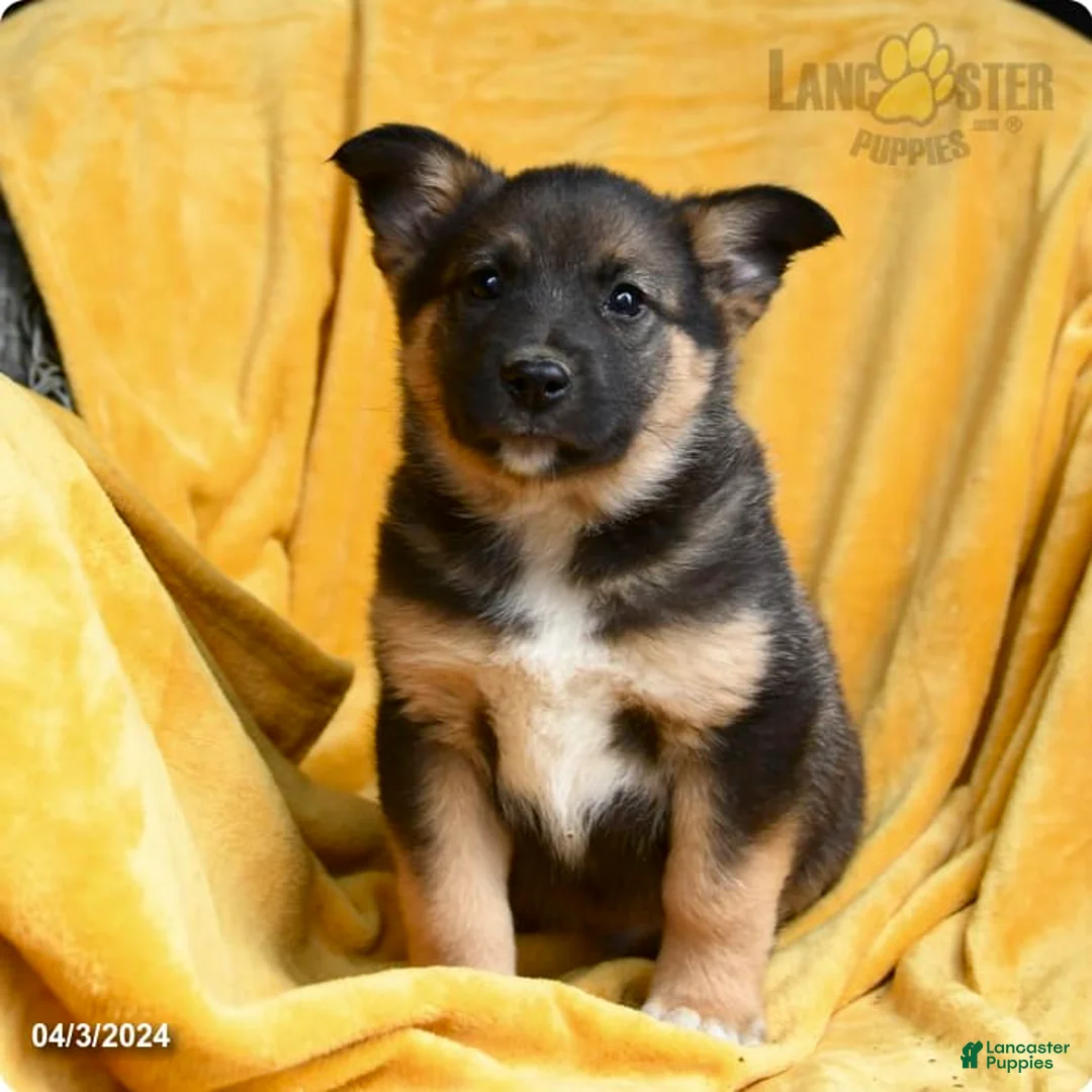 Gallery Image {{count}}