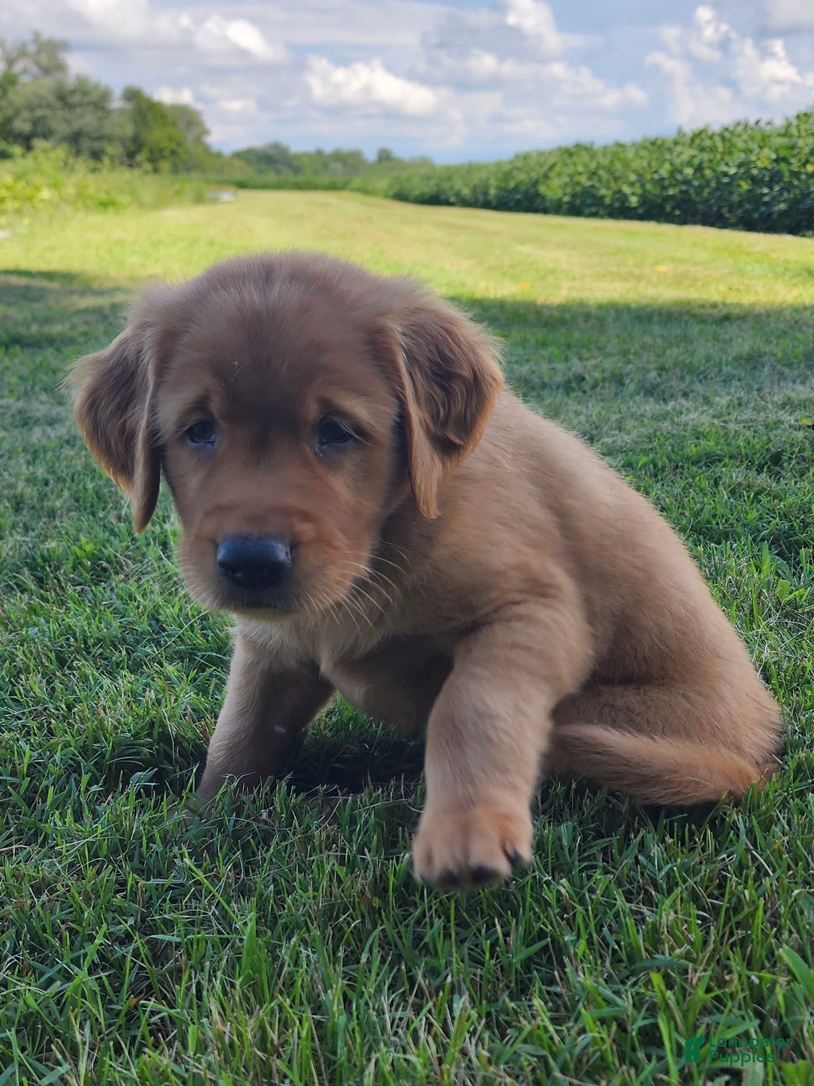 Golden Retriever dogs Pixie - Ad 1