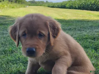 Golden Retriever dogs Pixie - Ad 1