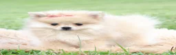 Pomeranian dogs for sale: Amira - Ad 5