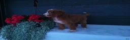 Goldendoodle dogs for sale: Ginger  - Ad 6