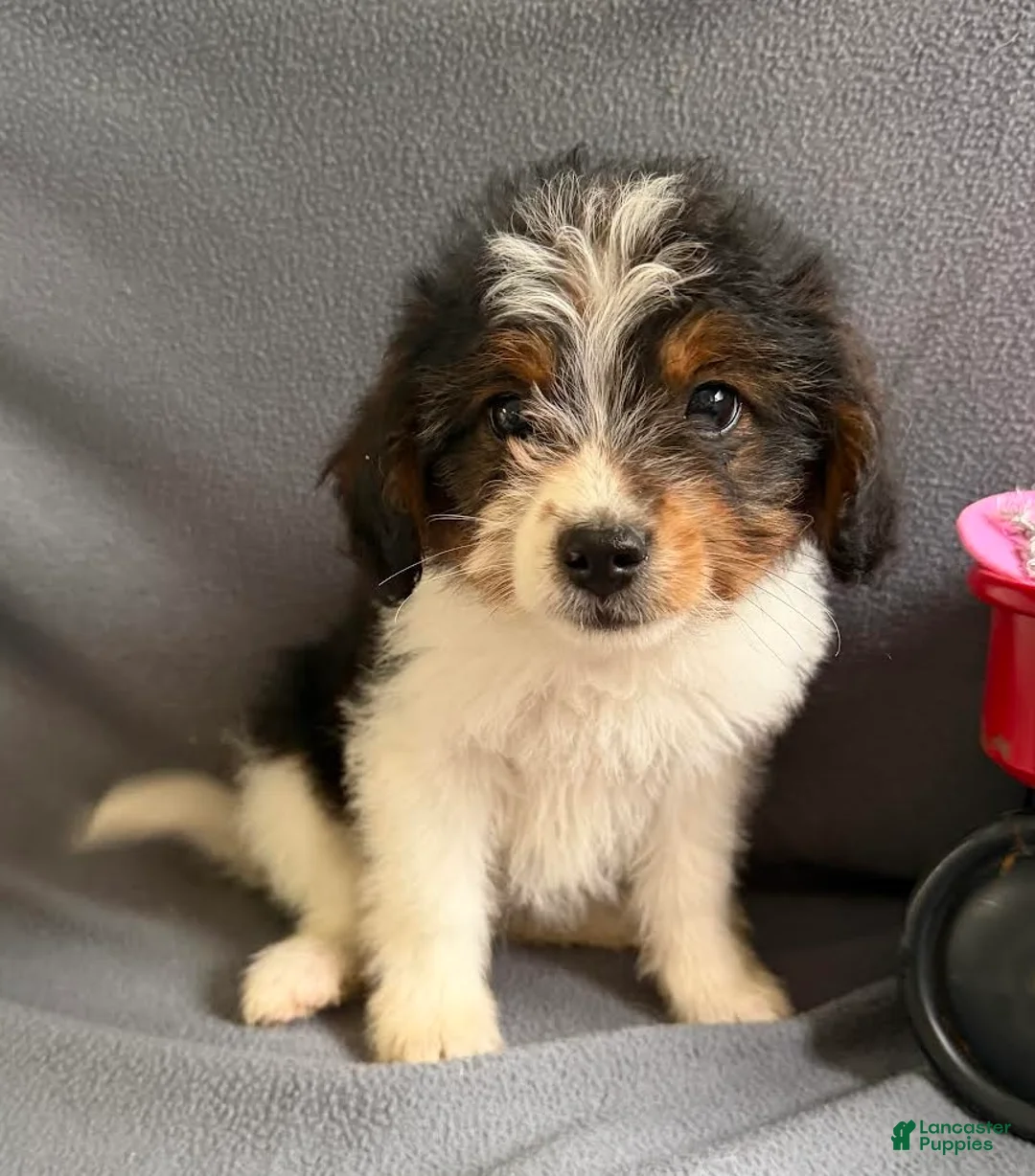 Mixed Breed dogs for sale: Jewell - Ad 2