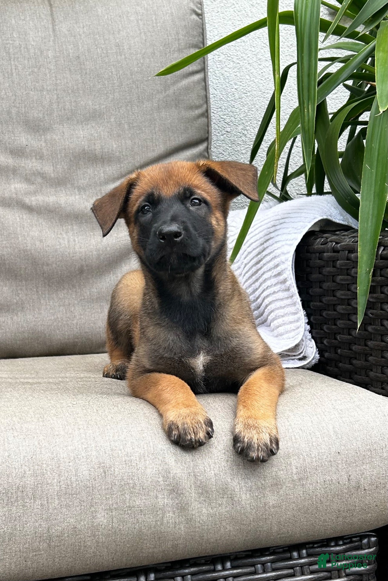 Belgian Malinois dogs Brooke - Ad 2