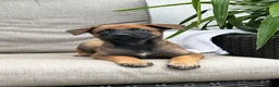 Belgian Malinois dogs for sale: Brooke - Ad 2
