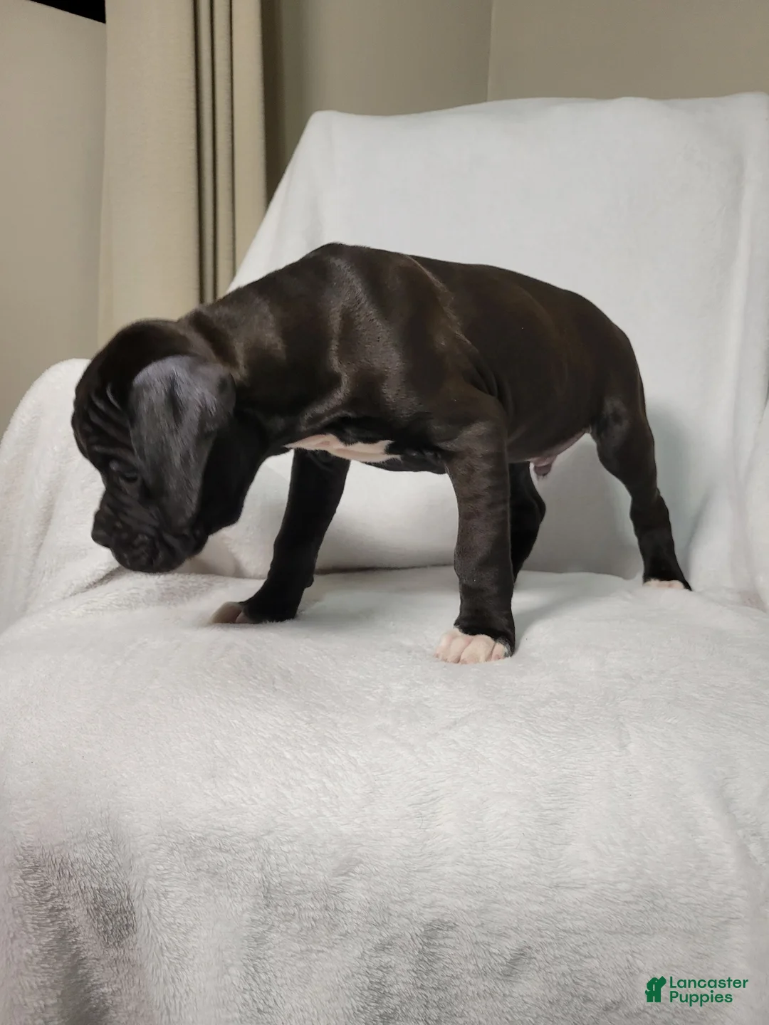 Boxer dogs for sale: Osage - Ad 4