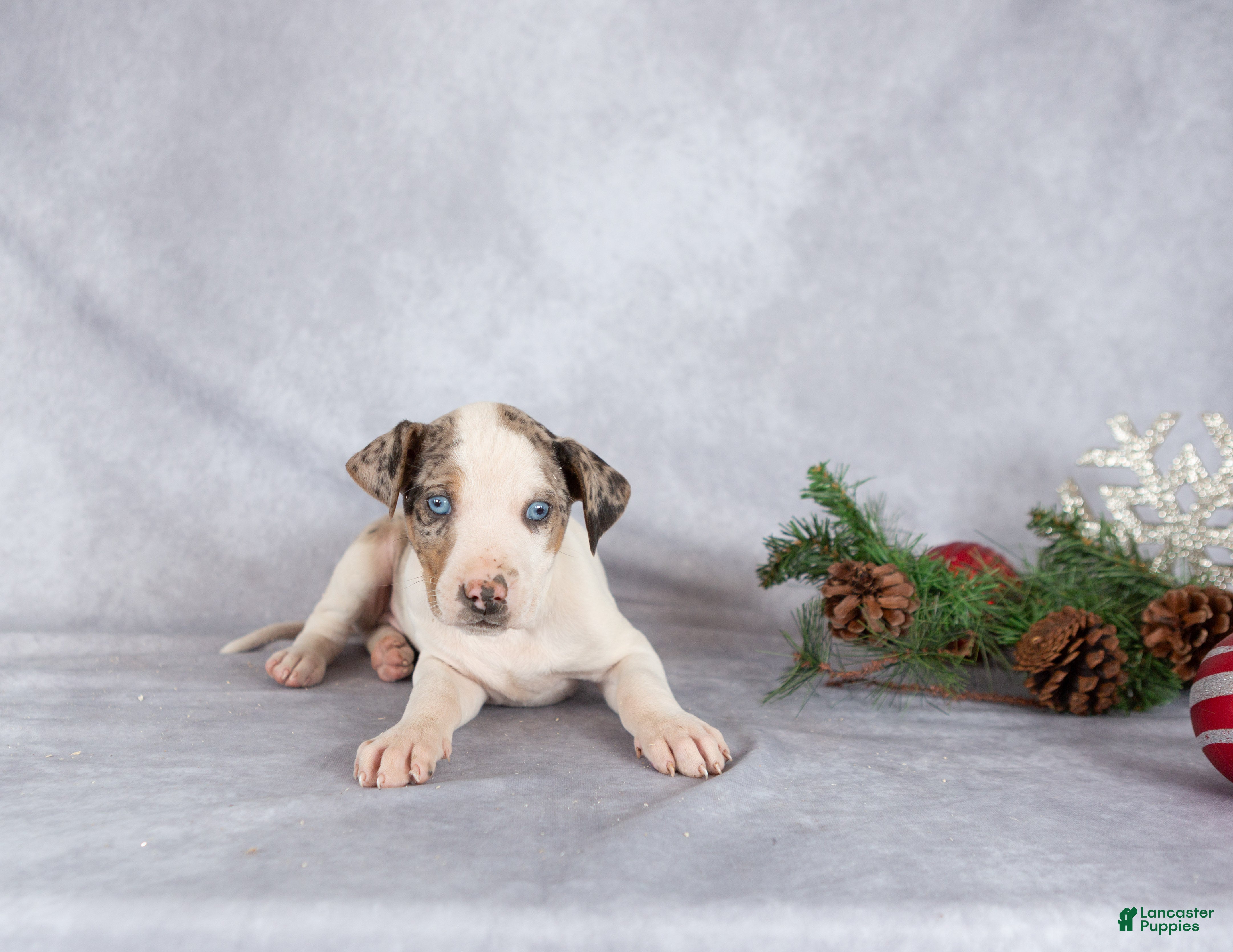 Catahoula Leopard Dog dogs Journey - Ad 2