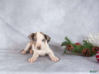 Catahoula Leopard Dog dogs Journey - Ad 4