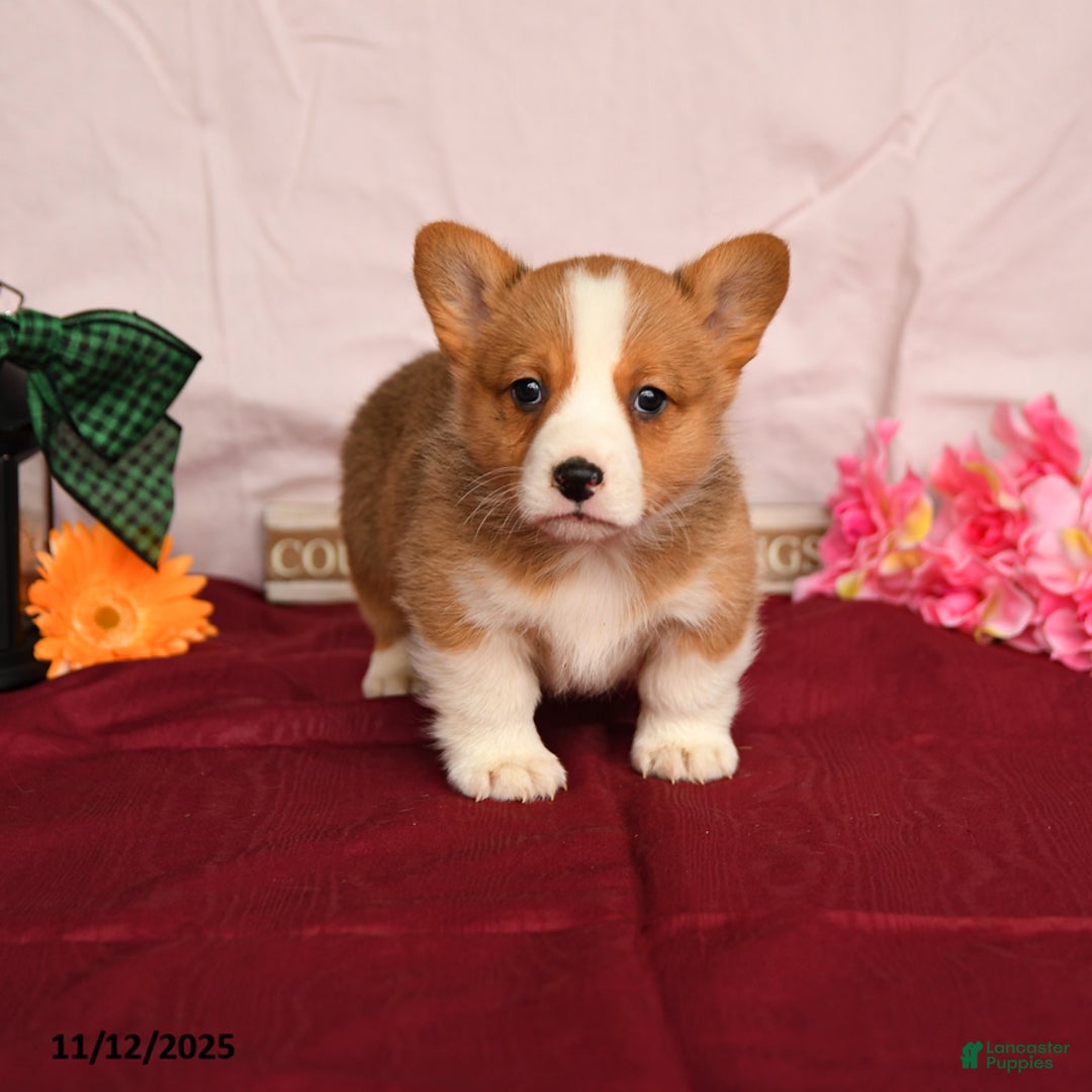 Welsh Corgi Pembroke dogs for sale: Oliver - Ad 1