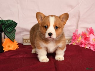 Welsh Corgi Pembroke dogs Oliver - Ad 2