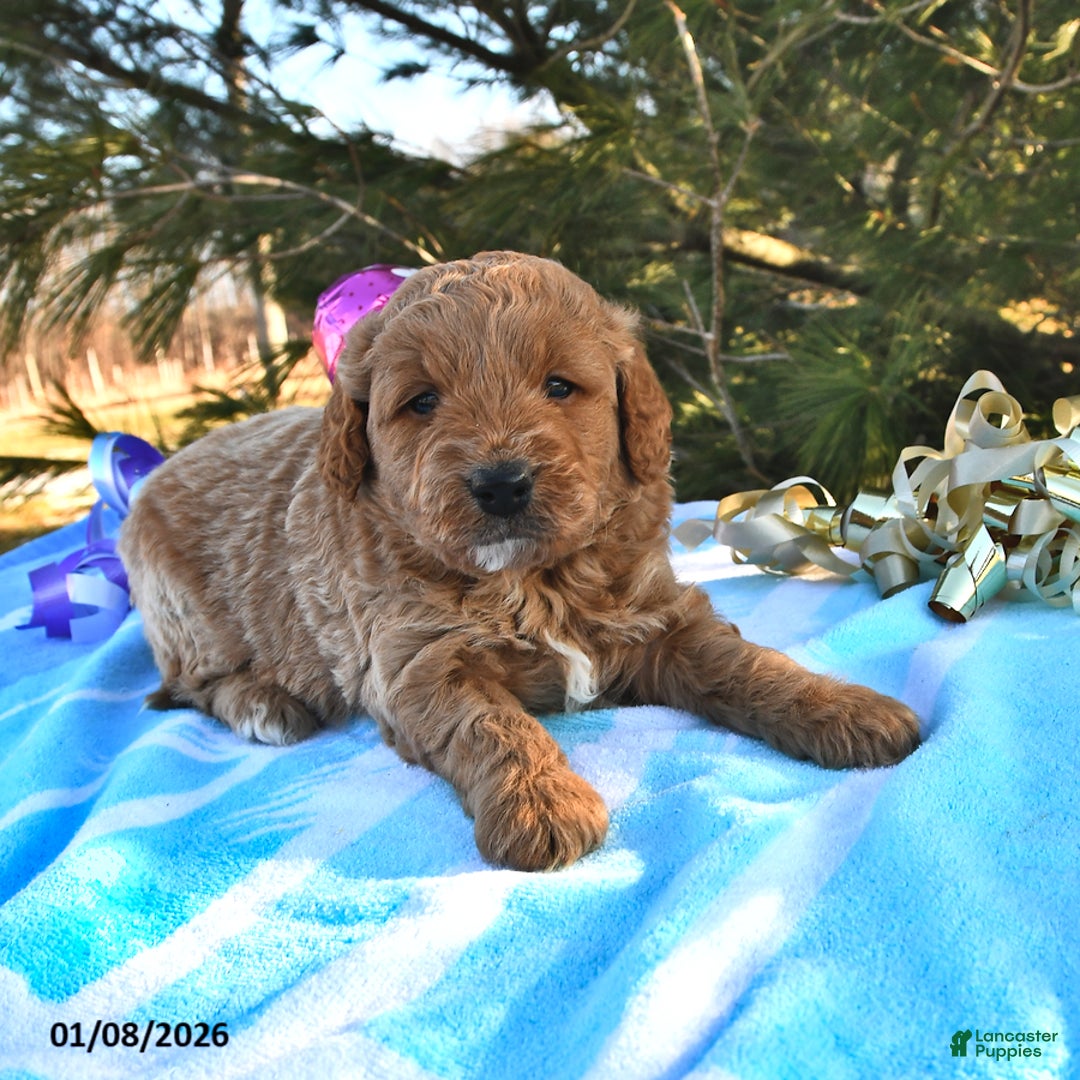 Mini Goldendoodle dogs for sale: Oreo - Ad 4