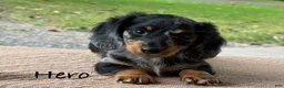 Miniature Dachshund dogs for sale: Hero - Ad 1