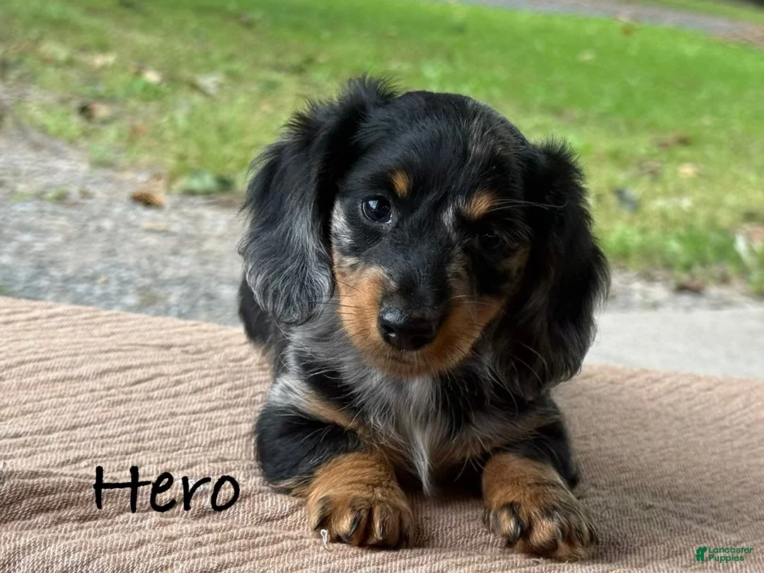 Miniature Dachshund dogs for sale: Hero - Ad 1