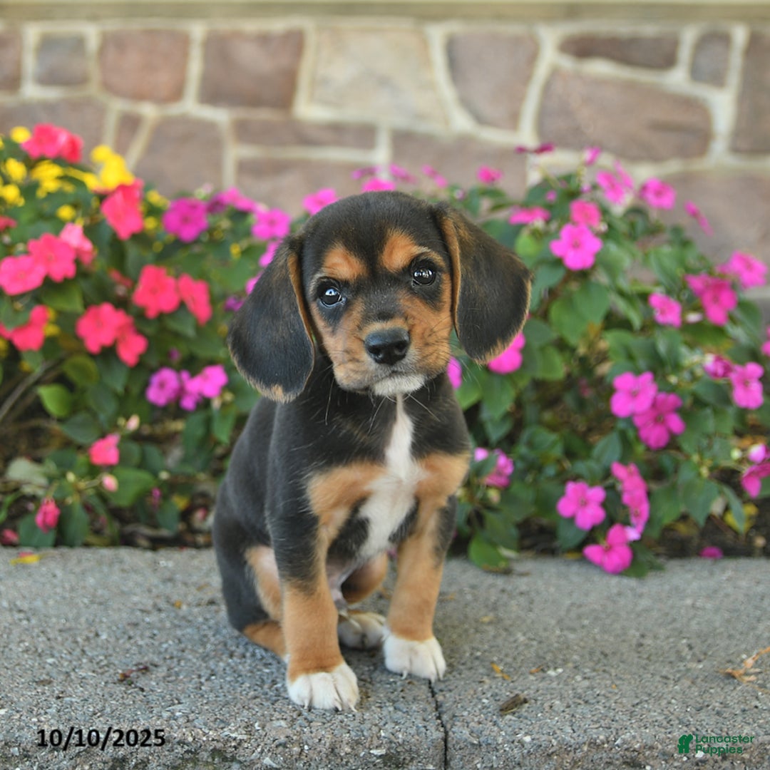 Beagle Rescue Beagle Border Collie Mix For Sale Border Collie
