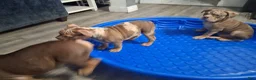 American Bully dogs for sale: American Bully Puppy 1 - Ad 26