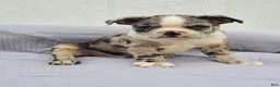 Frenchton dogs for sale: Barqs - Ad 7