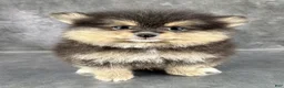 Pomeranian dogs for sale: Dash AKC - Ad 4