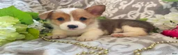 Welsh Corgi Pembroke dogs for sale: Max - Ad 3