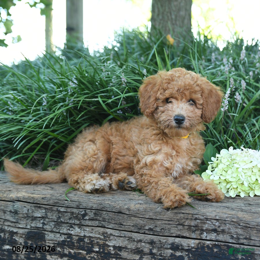 Maltipoo dogs Sunflower - Ad 2