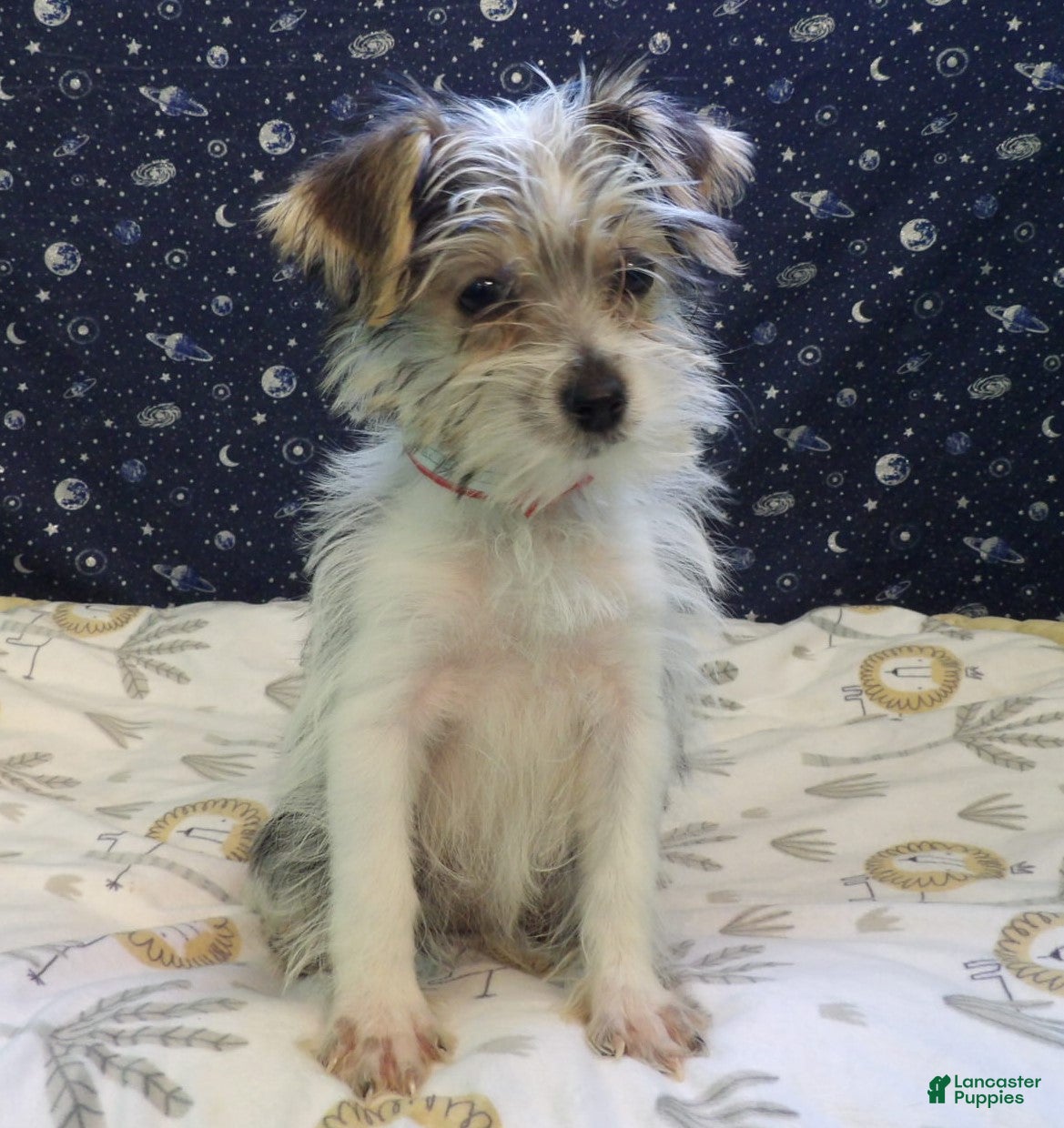 Morkie dogs Avery  - Ad 32