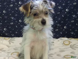 Morkie dogs Avery - Ad 32