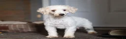 Yorkiepoo dogs for sale: Torie - Ad 6
